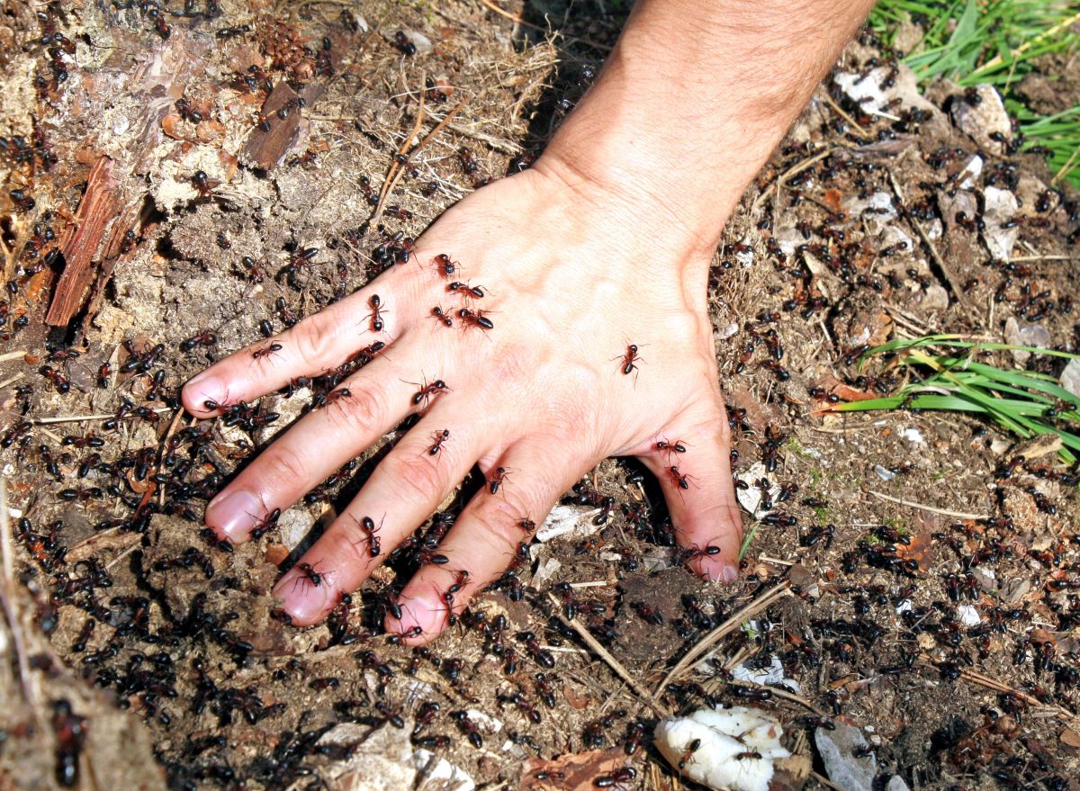 Invasion de fourmis